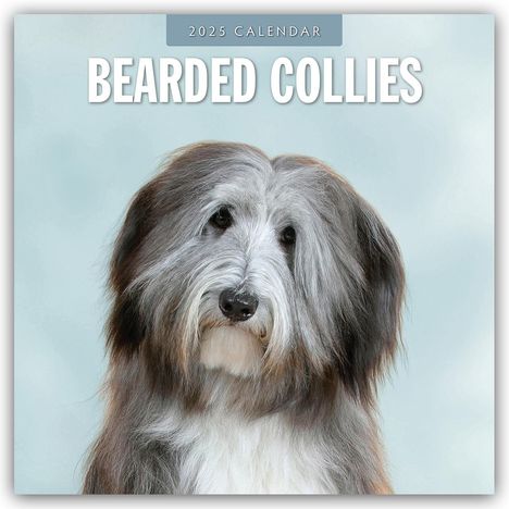 Bearded Collies - Bearded Collie 2025 - 16-Monatskalender, Kalender