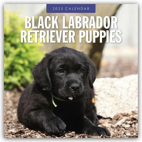 Black Labrador Retriever Puppies - Schwarze Labrador Retriever Welpen 2025 - 16-Monatskalender, Kalender