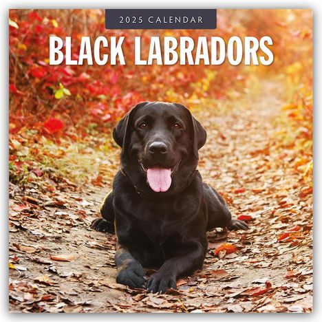 Black Labrador Retrievers - Schwarze Labrador Retriever 2025 - 16-Monatskalender, Kalender