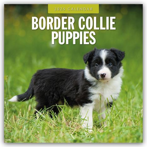 Border Collie Puppies - Border Collie Welpen 2025 - 16-Monatskalender, Kalender