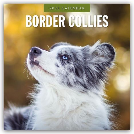 Border Collies - Border Collie 2025 - 16-Monatskalender, Kalender