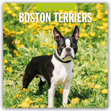 Boston Terriers - Boston Terrier 2025 - 16-Monatskalender, Kalender