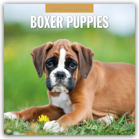 Boxer Puppies - Deutsche Boxer Welpen 2025 - 16-Monatskalender, Kalender