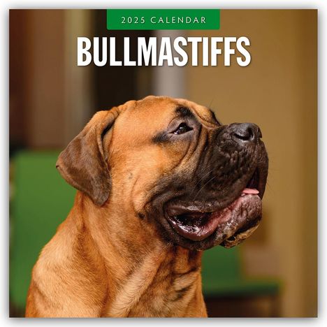 Bullmastiffs - Bullmastiff 2025 - 16-Monatskalender, Kalender