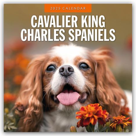 Cavalier King Charles Spaniels - Cavalier King Charles Spaniel 2025 - 16-Monatskalender, Kalender