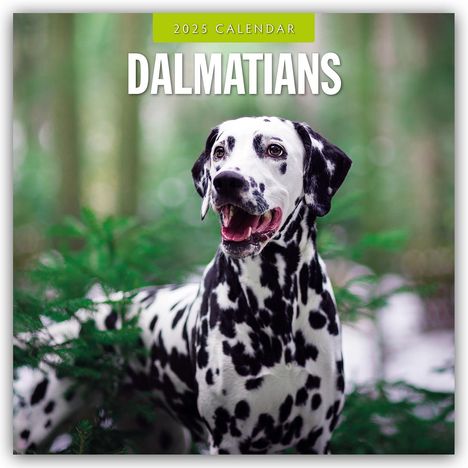 Dalmatians - Dalmatiner 2025 - 16-Monatskalender, Kalender