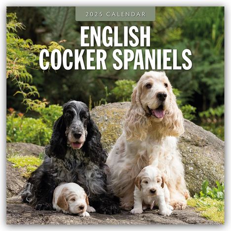 English Cocker Spaniels - Englisch Cocker Spaniel 2025 - 16-Monatskalender, Kalender