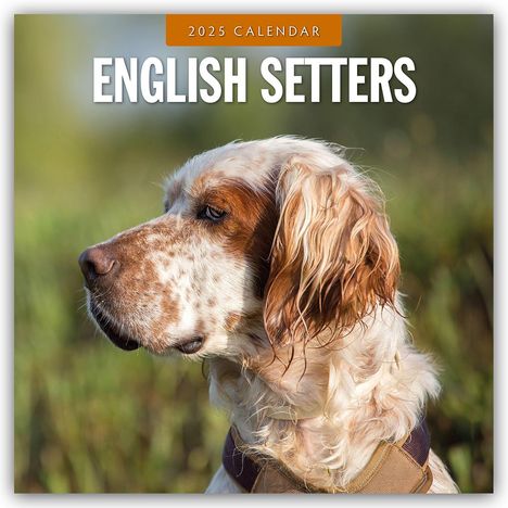 English Setters - Englisch Setter 2025 - 16-Monatskalender, Kalender