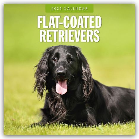 Flat-Coated Retrievers - Flat Coated Retriever 2025 - 16-Monatskalender, Kalender