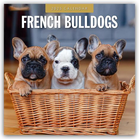 French Bulldogs - Französische Bulldoggen 2025 - 16-Monatskalender, Kalender