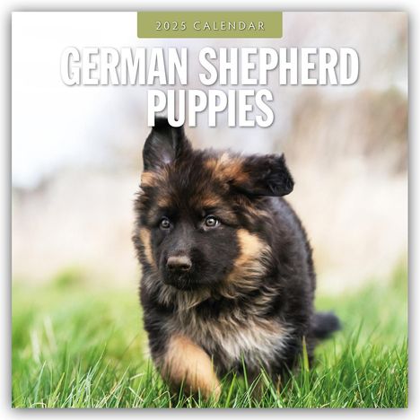 German Shepherd Puppies - Deutsche Schäferhunde Welpen 2025 - 16-Monatskalender, Kalender