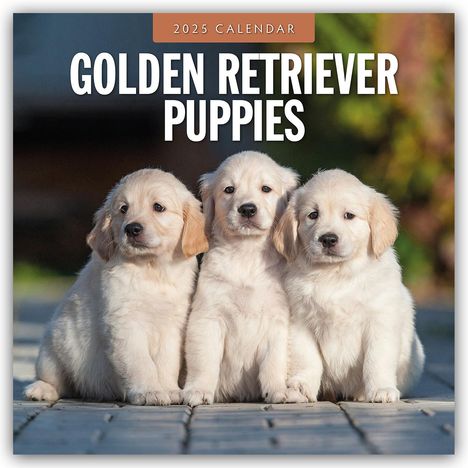 Golden Retriever Puppies - Golden Retriever Welpen 2025 - 16-Monatskalender, Kalender