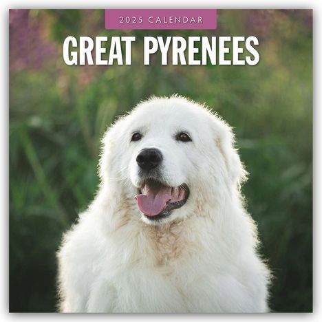 Great Pyrenees - Pyrenäenberghund 2025 - 16-Monatskalender, Kalender