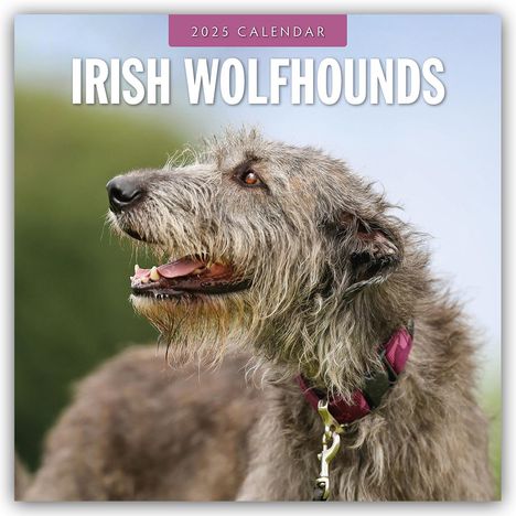 Robin Red: Irish Wolfhounds - Irischer Wolfshund 2025 - 16-Monatskalender, Kalender