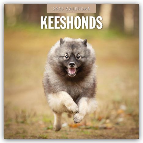 Keeshonds - Wolfsspitz 2025 - 16-Monatskalender, Kalender