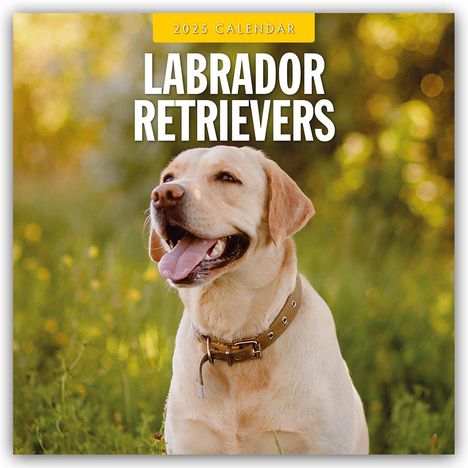 Labrador Retrievers - Labrador Retriever 2025 - 16-Monatskalender, Kalender