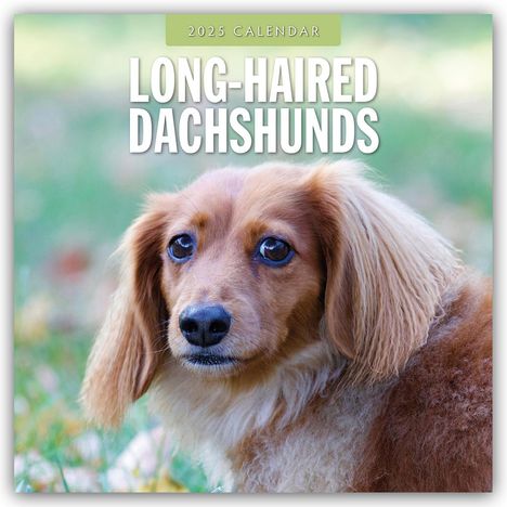 Long-Haired Dachshunds - Langhaardackel 2025 - 16-Monatskalender, Kalender