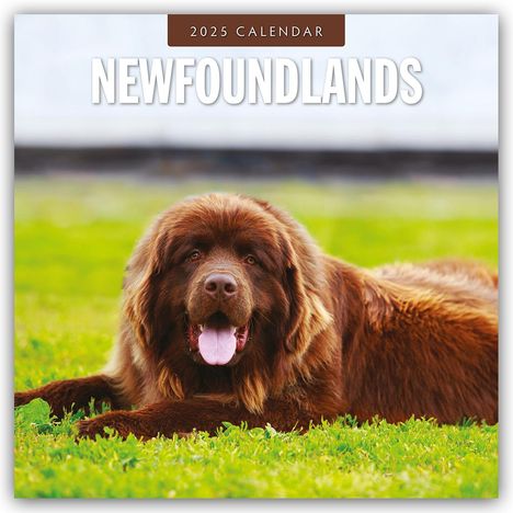 Newfoundlands - Neufundländer 2025 - 16-Monatskalender, Kalender