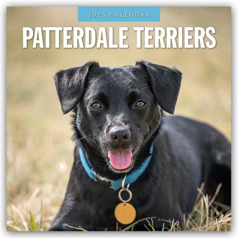 Patterdale Terrier - Schwarzer Terrier 2025 - 16-Monatskalender, Kalender