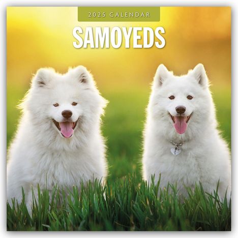 Samoyeds - Samojede - Samojedenspitz 2025 - 16-Monatskalender, Kalender