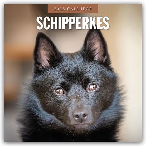 Robin Red: Schipperkes - Schipperke - Kleiner Schäferhund 2025 - 16-Monatskalender, Kalender