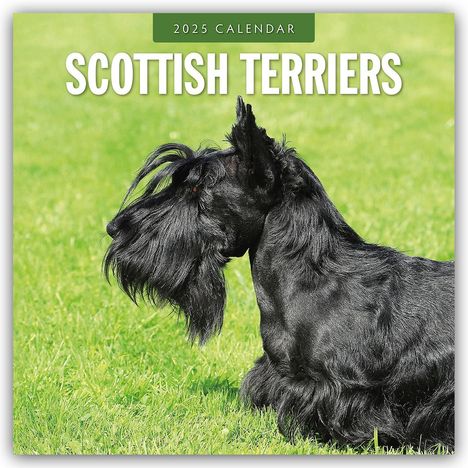 Scottish Terrier - Scotchterrier 2025 - 16-Monatskalender, Kalender