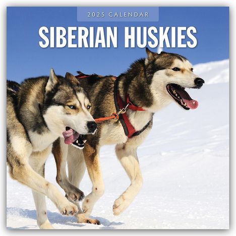 Red Robin: Siberian Huskies 2025 Square Wall Calendar, Buch