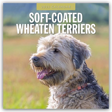 Soft-Coated Wheaten Terriers - Soft-Coated Wheaten Terrier 2025 - 16-Monatskalender, Kalender