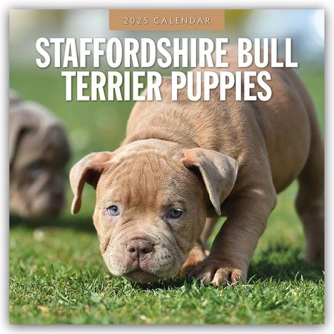 Staffordshire Bull Terrier Puppies - Staffordshire Bullterrier Welpen 2025 - 16-Monatskalender, Kalender