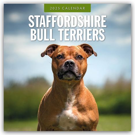 Staffordshire Bull Terriers - Staffordshire Bullterrier 2025 - 16-Monatskalender, Kalender