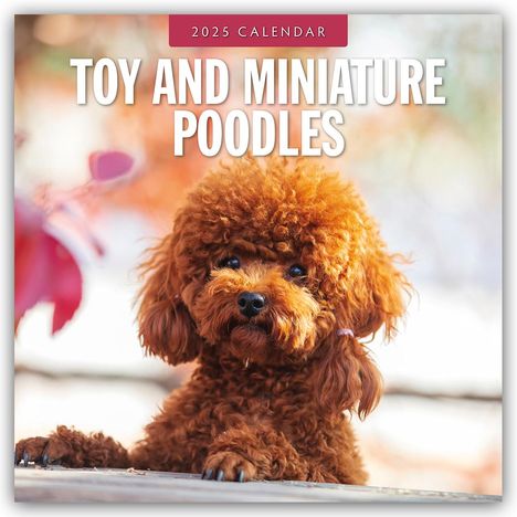 Toy and Miniature Poodles - Zwergpudel 2025 - 16-Monatskalender, Kalender