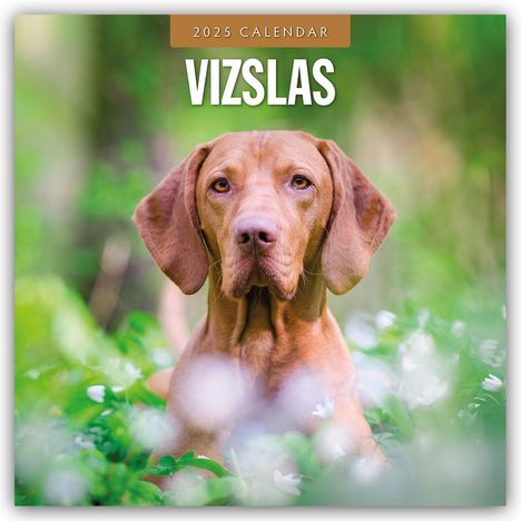Vizslas - Magyar Vizsla - Kurzhaariger Ungarischer Vorstehhund 2025 - 16-Monatskalender, Kalender