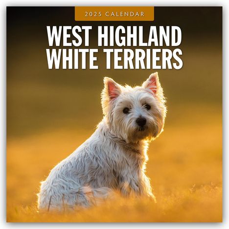 West Highland White Terriers - West Highland White Terrier - Westie 2025 - 16-Monatskalender, Kalender