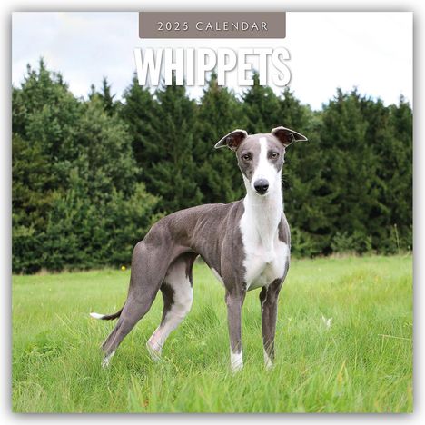 Whippets - Whippet - Britischer Windhund 2025 - 16-Monatskalender, Kalender