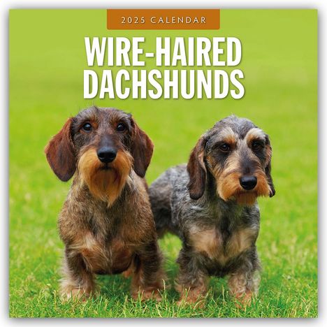 Wire-Haired Dachshunds - Rauhaardackel 2025 - 16-Monatskalender, Kalender