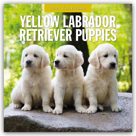 Yellow Labrador Retriever Puppies - Gelbe Labrador Retriever Welpen 2025 - 16-Monatskalender, Kalender