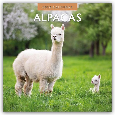 Robin Red: Alpacas - Alpakas 2026 - 16-Monatskalender, Kalender