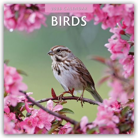 Robin Red: Birds - Vögel 2025 - 16-Monatskalender, Kalender