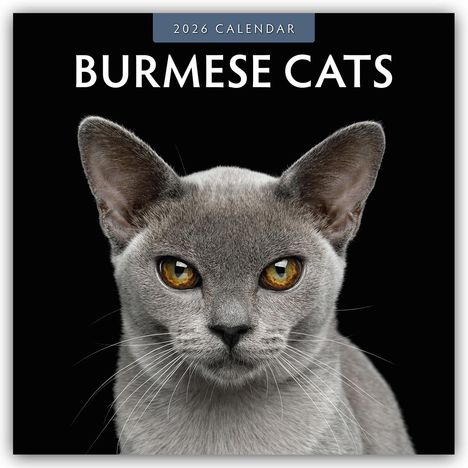Robin Red: Burmese Cats - Burma-Katzen - Burmese 2026 - 16-Monatskalender, Kalender
