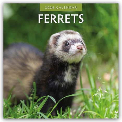 Robin Red: Ferrets - Frettchen 2026 - 16-Monatskalender, Kalender