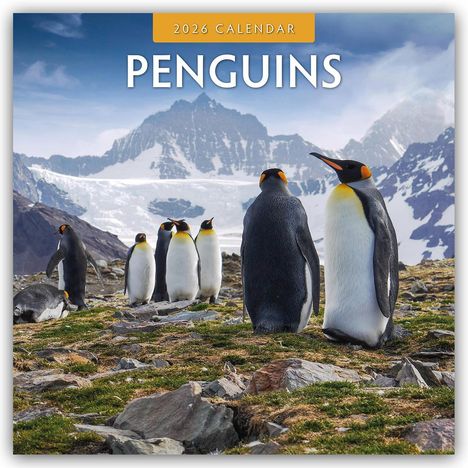 Robin Red: Penguins - Pinguine 2026 - 16-Monatskalender, Kalender