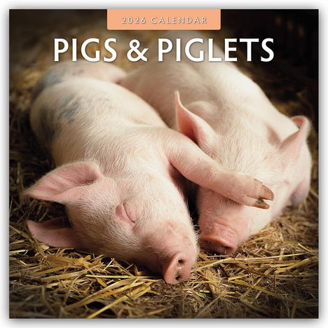 Robin Red: Pigs & Piglets - Schweine & Ferkel 2026 - 16-Monatskalender, Kalender