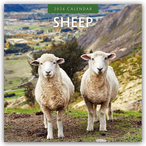 Robin Red: Sheep - Schafe 2026 - 16-Monatskalender, Kalender