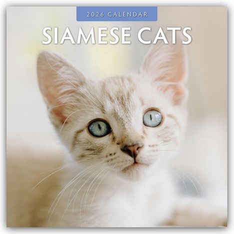 Robin Red: Siamese Cats - Siamkatzen - Siamesische Katzen 2026 - 16-Monatskalender, Kalender
