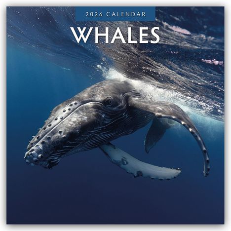 Robin Red: Whales - Wale 2026 - 16-Monatskalender, Kalender