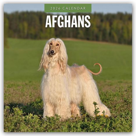 Robin Red: Afghans - Afghanischer Windhund 2026 - 16-Monatskalender, Kalender