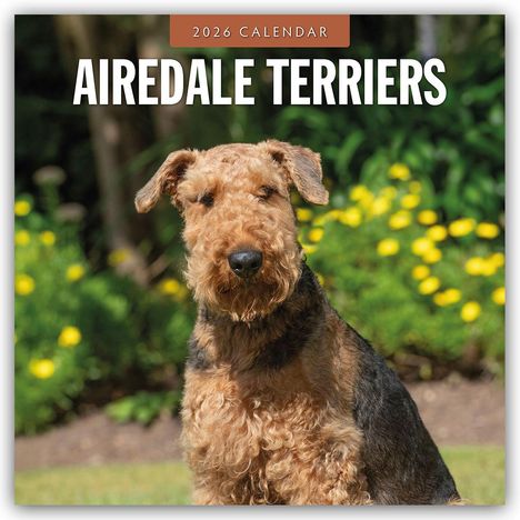 Robin Red: Airdale Terriers - Airdale Terrier 2026 - 16-Monatskalender, Kalender