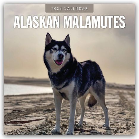 Robin Red: Alaskan Malamutes - Alaskischer Malamute 2026 - 16-Monatskalender, Kalender