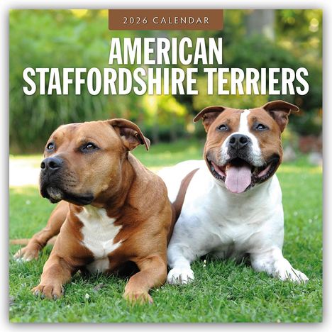 Robin Red: American Staffordshire Terriers - American Staffordshire Terrier 2026 - 16-Monatskalender, Kalender