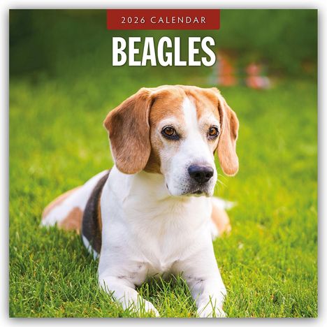 Robin Red: Beagles - Beagle 2026 - 16-Monatskalender, Kalender